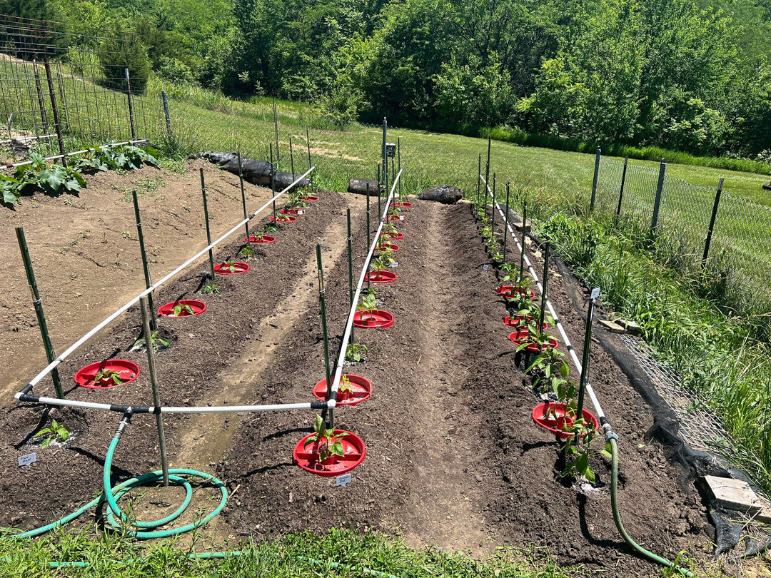 Tom's Complete Guide to Root Zone Watering for Tomatoes and Vegetables