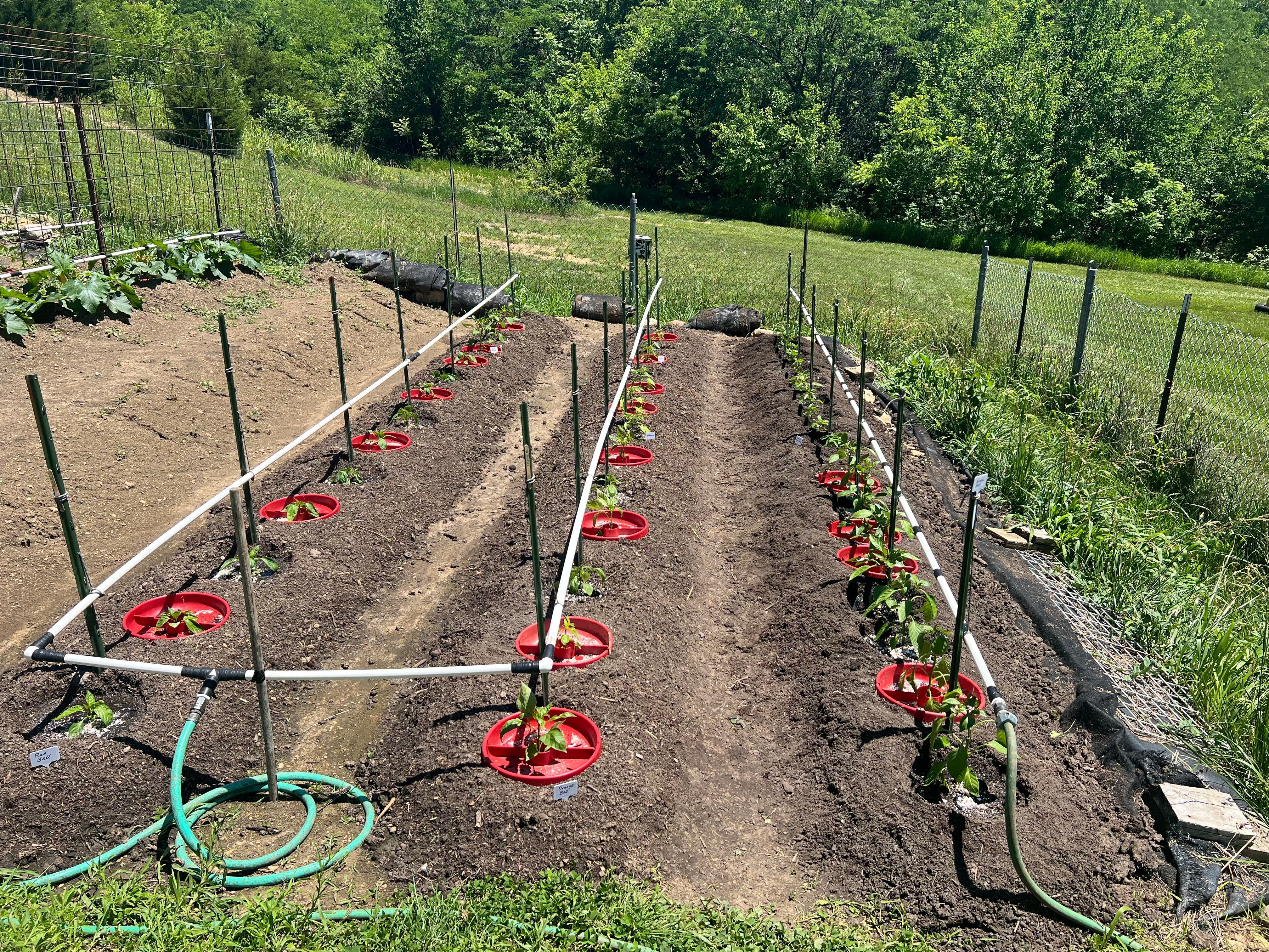 Tom's Complete Guide to Root Zone Watering for Tomatoes and Vegetables