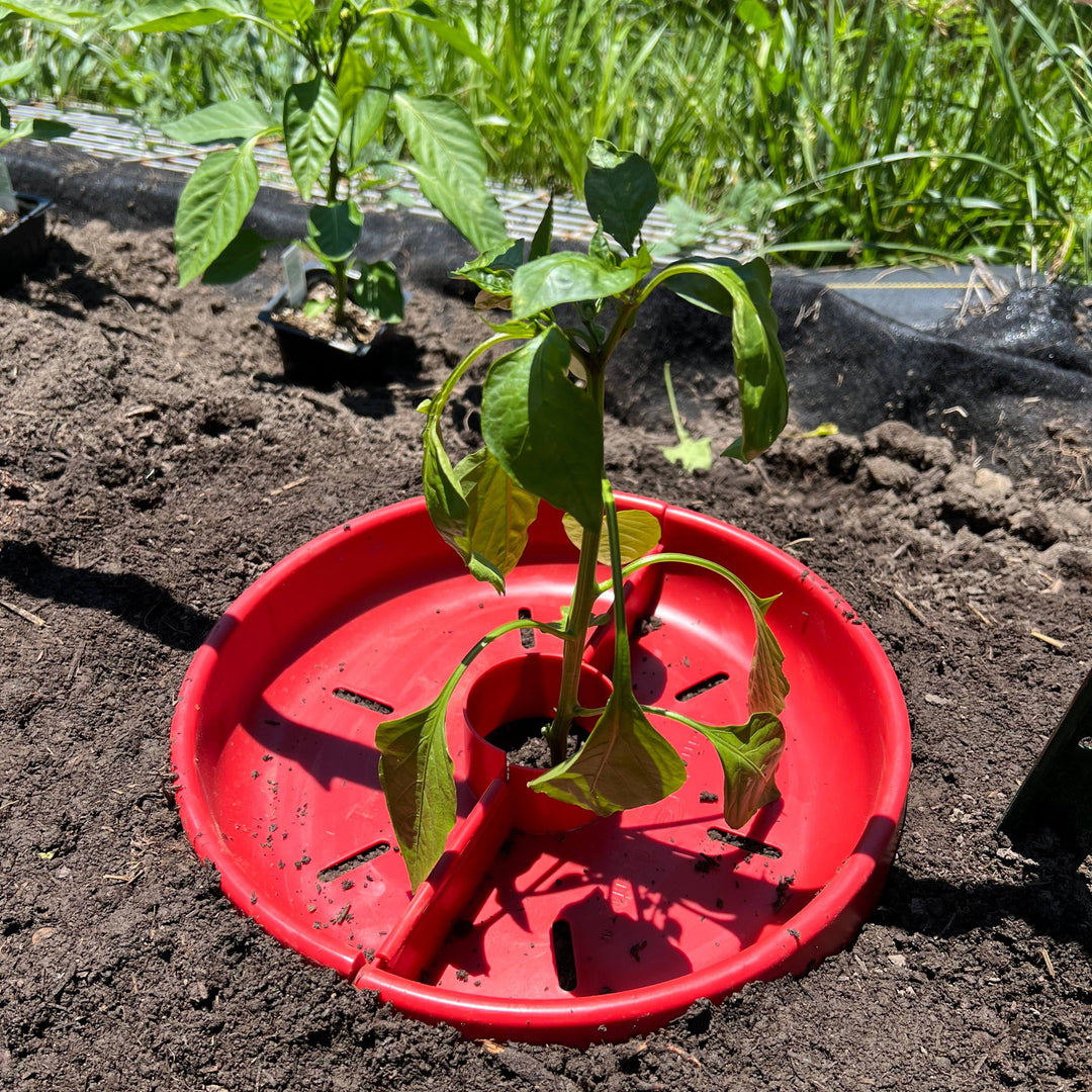 Tomato Crater Water Reservoir for Garden Vegetables