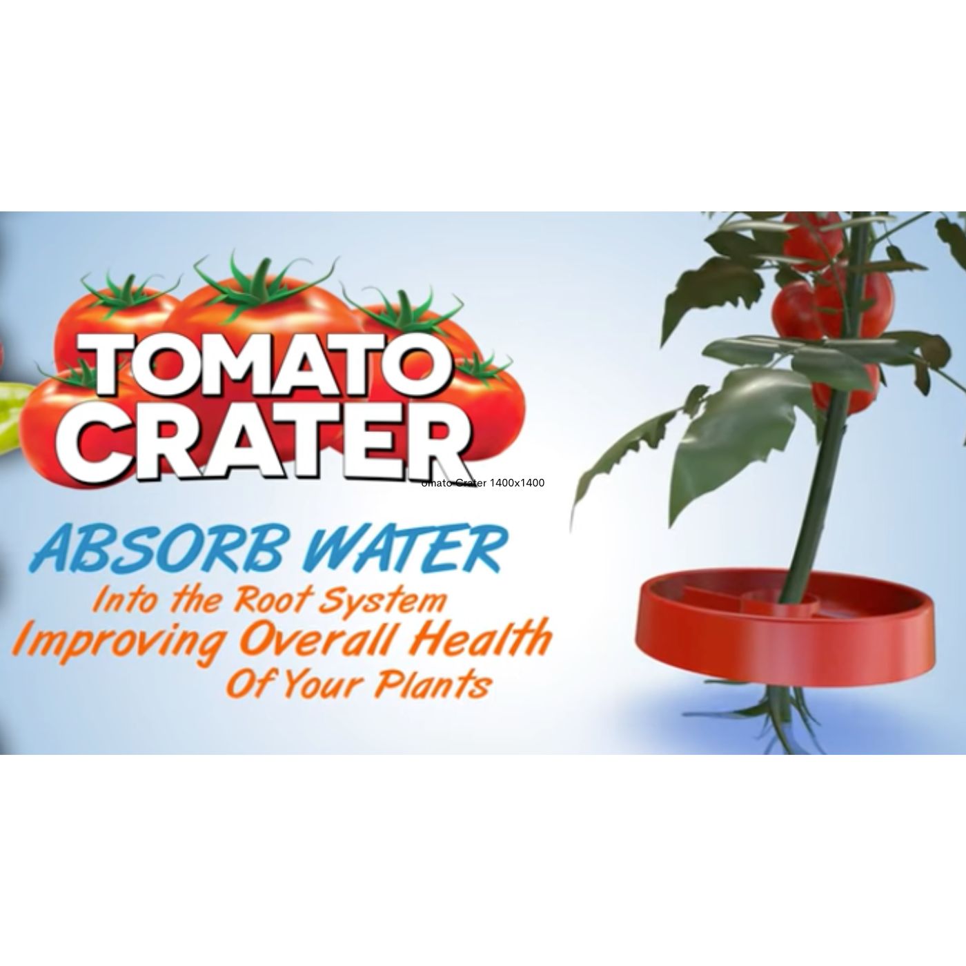 Tomato Crater: A Simple Way to Water Plants More Efficiently and Grow Stronger Roots