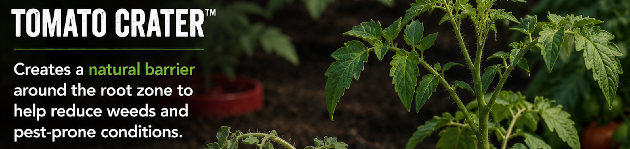 Do Tomato Watering Rings Really Work?