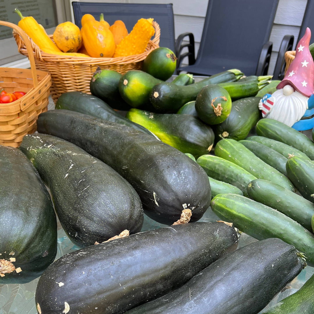 How to Grow Cucumbers Without Powdery Mildew (It Starts With How You Water)