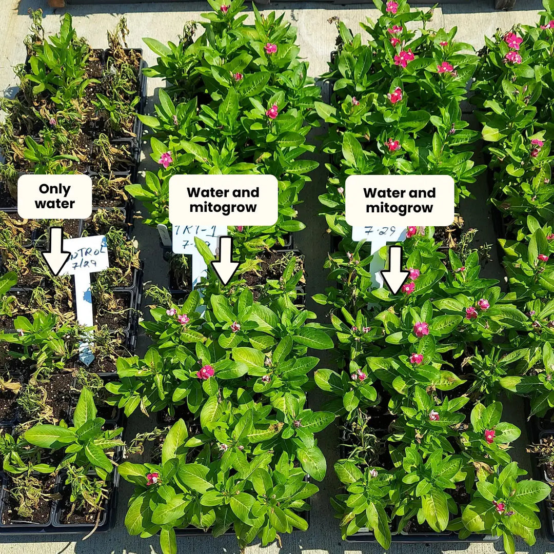 Mitogrow plant biostimulant before and after results showing stronger healthier plant growth