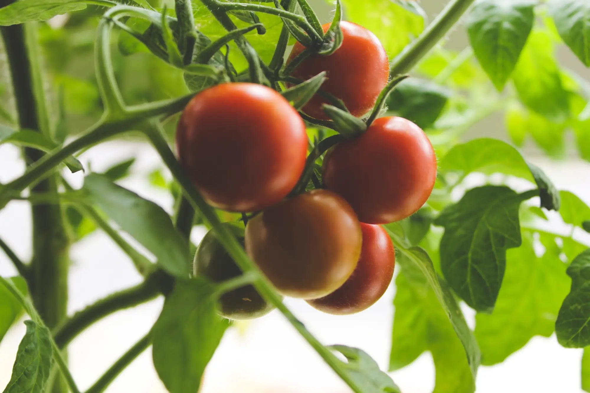How Sharon from Michigan Grew Her Best Cherry Tomatoes with Tomato Crater in Raised Beds & Containers