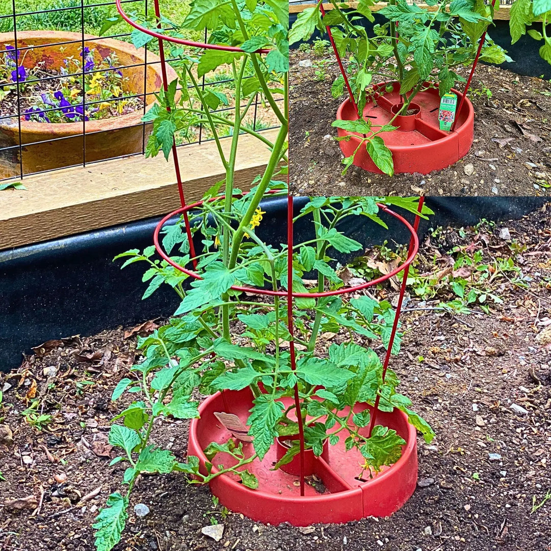 The Tomato Crater arrives just in time for the season! The Tomato Crater makes gardening easier more sustainable