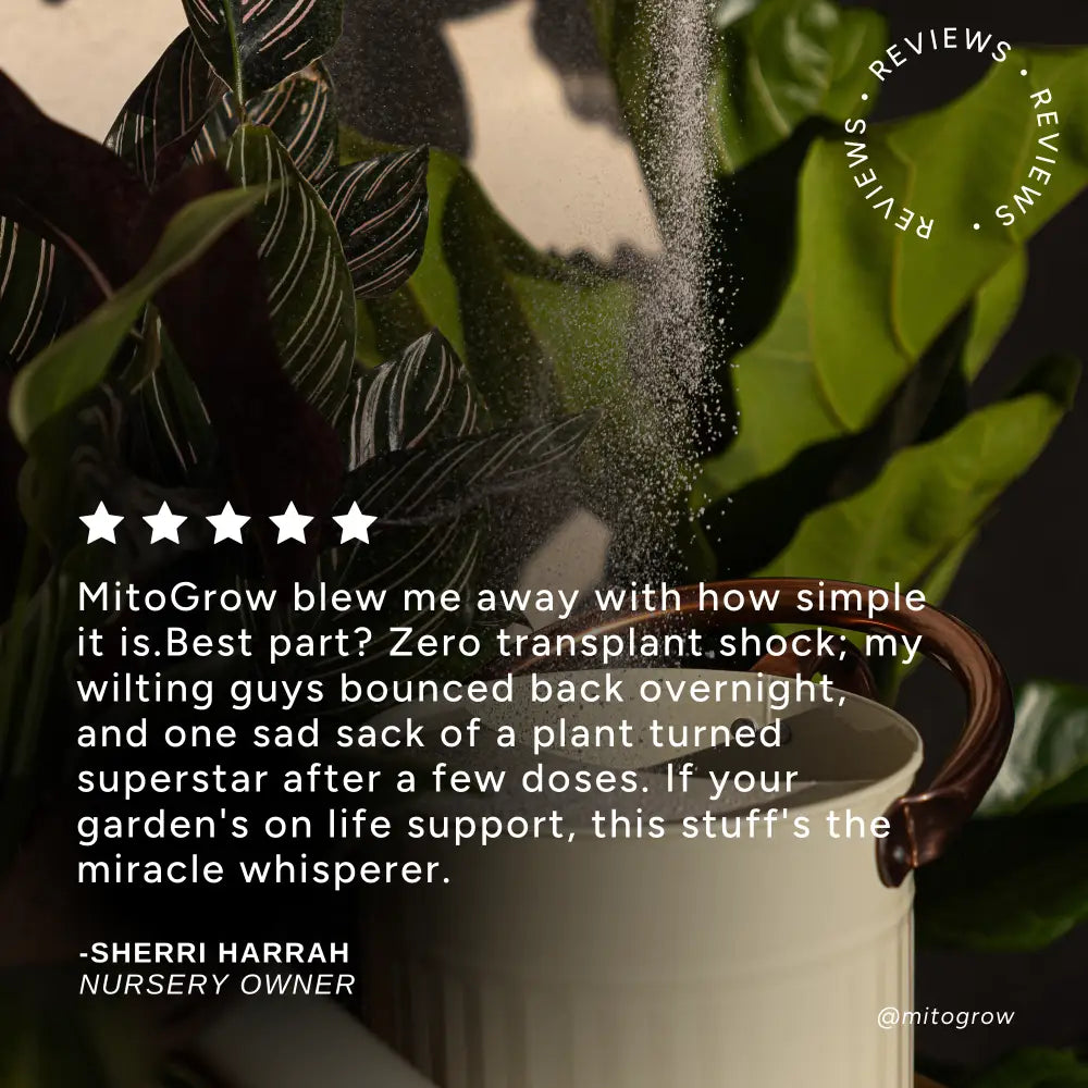 White ceramic watering can with brown handle from bloom and bed for indoor and outdoor plant care