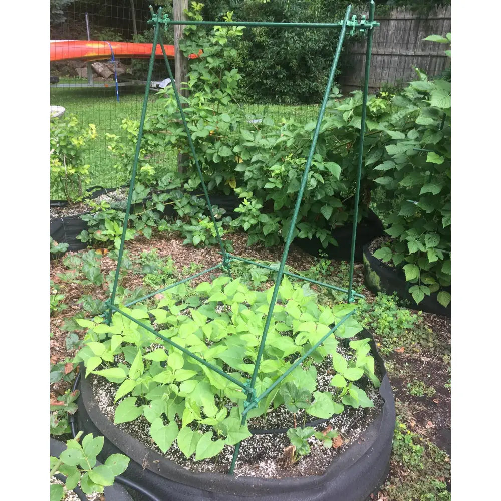 Green metal garden trellis with modular plant support clips holding climbing plants in a black circular planter