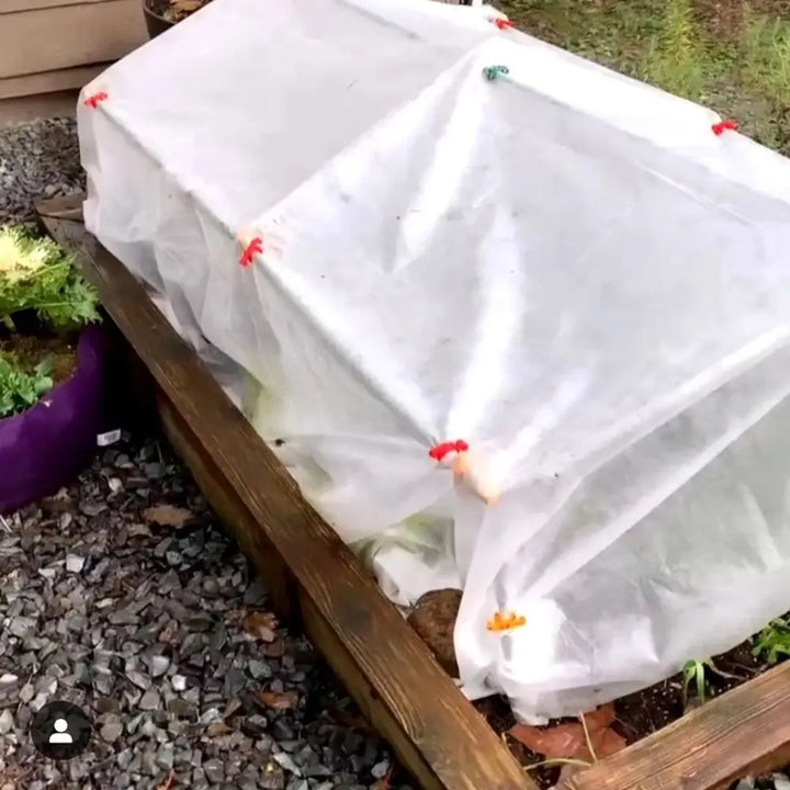 White translucent plastic garden cloche with colorful clips securing edges in incognito c-bites stake collection expansion pack