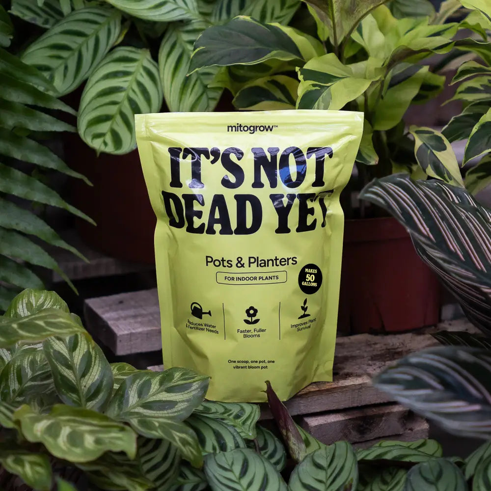 A bright yellow pouch of mitogrow pots with bio-stimulant complex for comprehensive plant empowerment in indoor planters