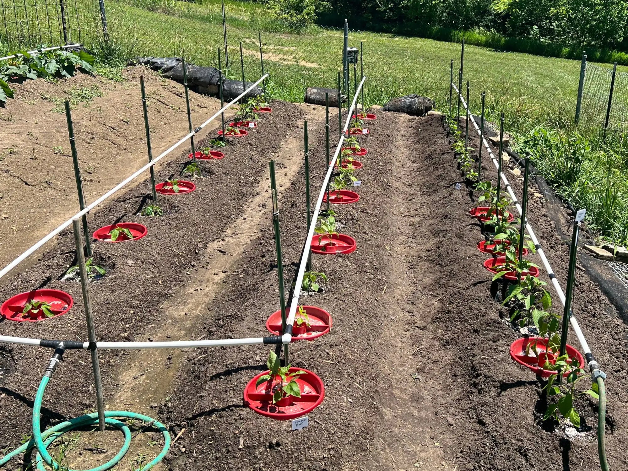 Red plastic plant trays with young green seedlings growing in them.