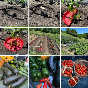 Tomato Crater 12-Inch Gardening Tool – Boosts Yields Saves Water Natural Weed and Pest Control,Made in USA 1PK - Tomato